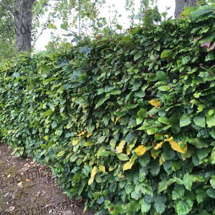 Beech Hedging  